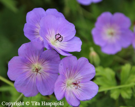 Geranium 'Rozanne' jalokurjenpolvi